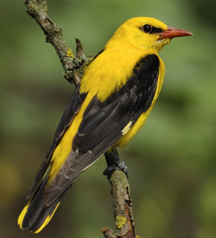 Grossansicht in neuem Fenster: F3 · Kollbachaue - Vogel