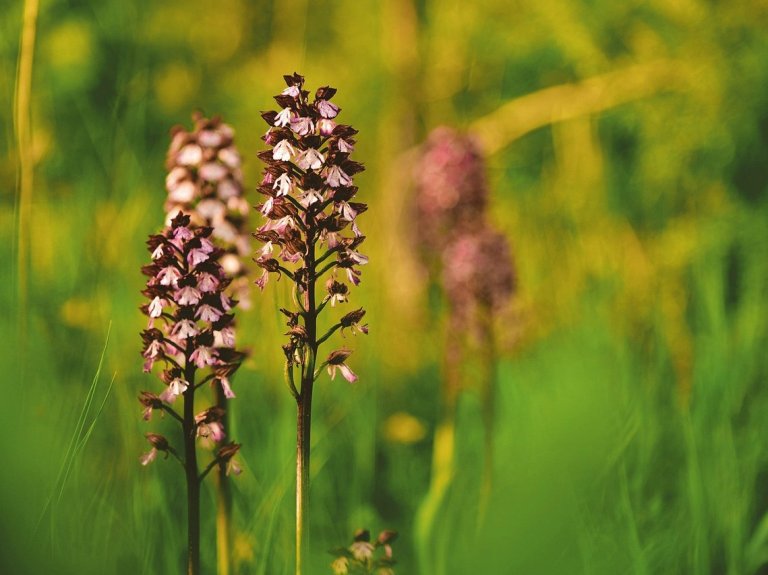 Orchideenblüte