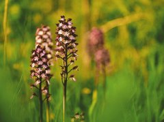 Orchideenblüte